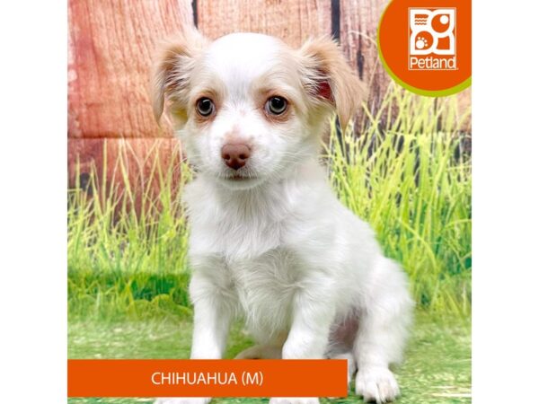 Chihuahua – 8022
