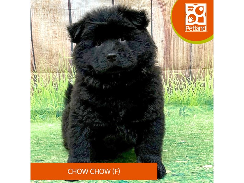 Chow Chow - 8023 Image #1