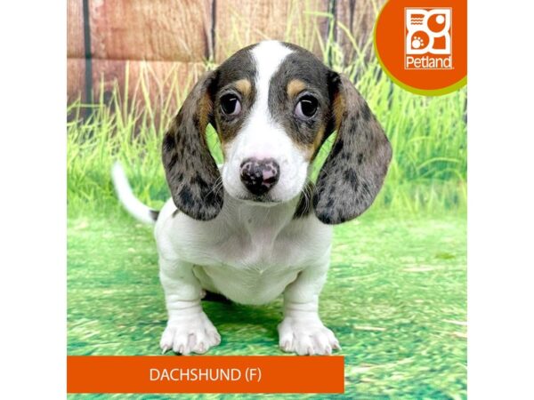 Dachshund-Dog-Female-Black / Tan-8024-Petland Ashland, Kentucky