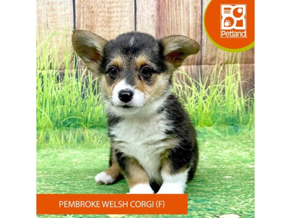 Pembroke Welsh Corgi Dog Female Black / Tan 8025 Petland Ashland, Kentucky