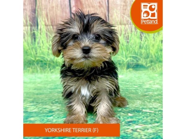 Yorkshire Terrier-Dog-Female-Black / Tan-8027-Petland Ashland, Kentucky