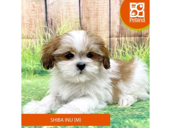 Shih Tzu-Dog-Male-Brown / White-8028-Petland Ashland, Kentucky