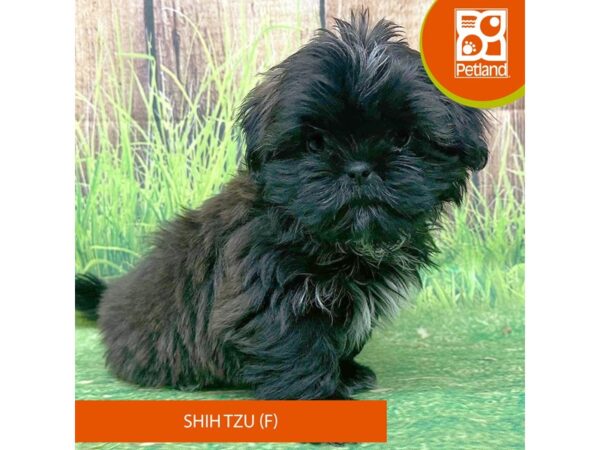 Shih Tzu Dog Female Brindle 8029 Petland Ashland, Kentucky