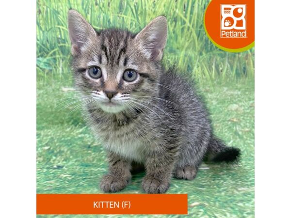 Adopt A Pet Kitten Cat Female Tabby 8033 Petland Ashland, Kentucky