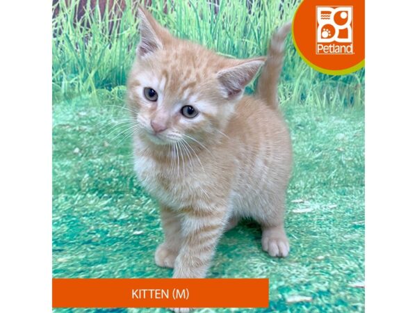 Adopt A Pet Kitten-Cat-Male-Orange-8034-Petland Ashland, Kentucky