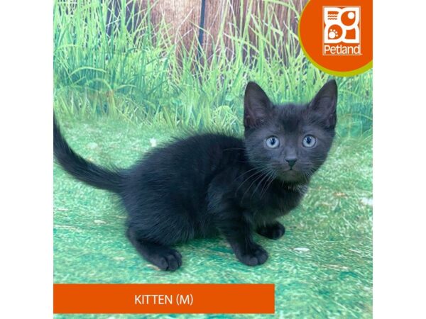 Adopt A Pet Kitten Cat Male Black 8035 Petland Ashland, Kentucky