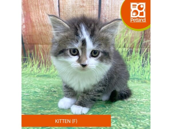 Adopt A Pet Kitten-Cat-Female-Tabby and White-8036-Petland Ashland, Kentucky