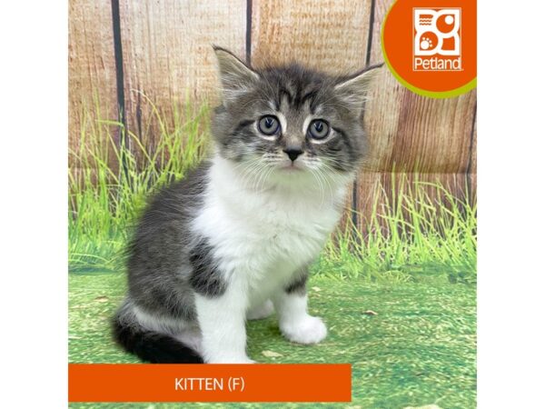 Adopt A Pet Kitten Cat Female Tabby and White 8037 Petland Ashland, Kentucky