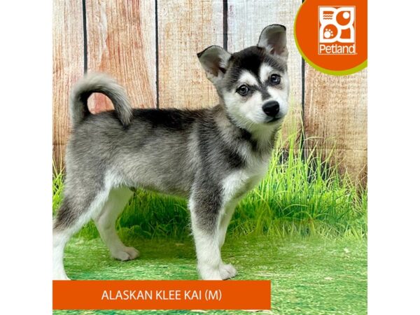 Alaskan Klee Kai – 8043