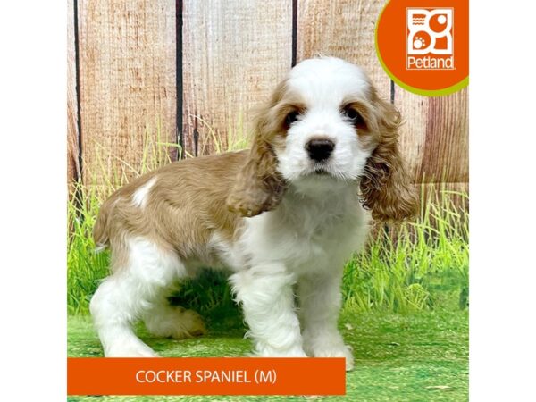Cocker Spaniel – 8044