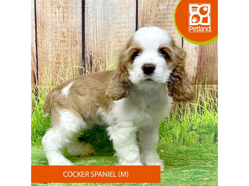Cocker Spaniel - 8044 Image #1