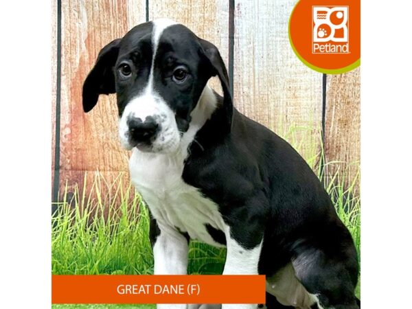 Great Dane – 8045