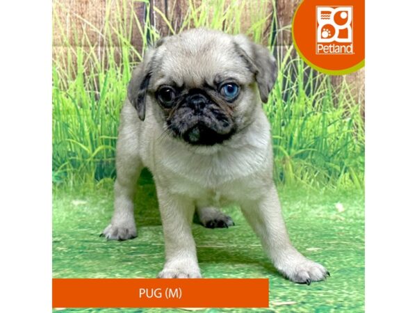 Pug – 8046