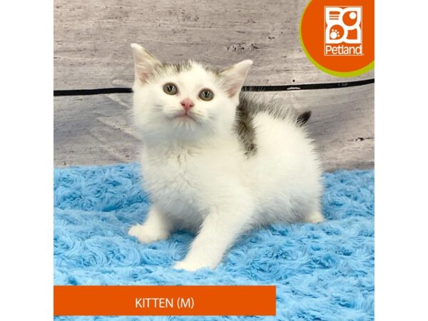 Adopt A Pet Kitten-Cat-Male-Tabby and White-8049-Petland Ashland, Kentucky