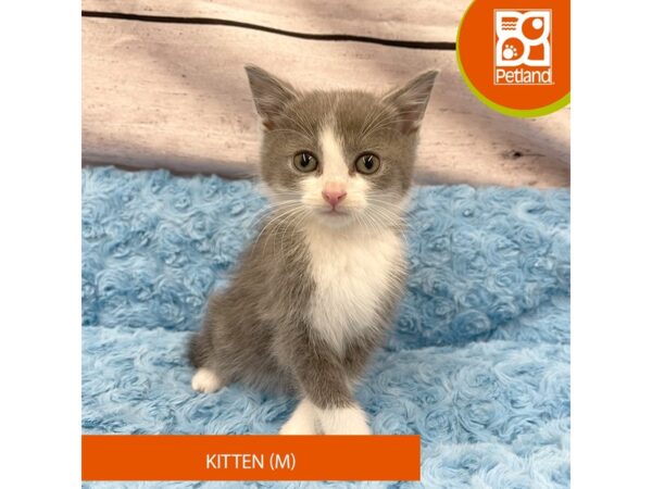 Adopt A Pet Kitten Cat Male Grey and White 8056 Petland Ashland, Kentucky