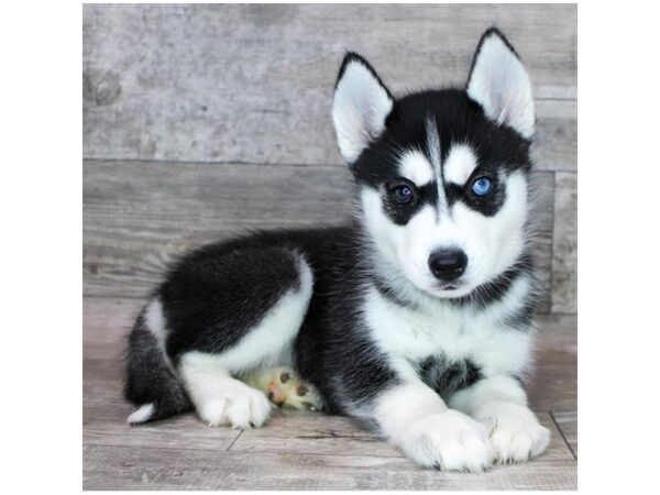 Siberian Husky Dog Female Black / White 8067 Petland Ashland, Kentucky