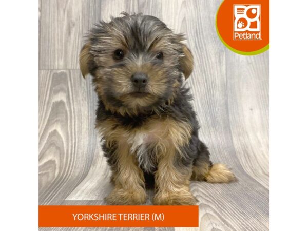 Yorkshire Terrier – 8082