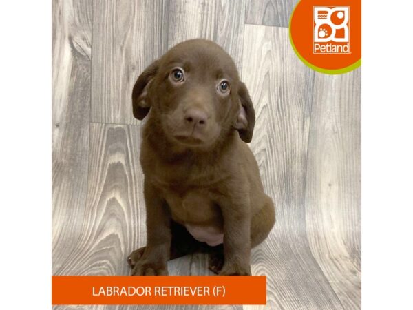 Labrador Retriever – 8080