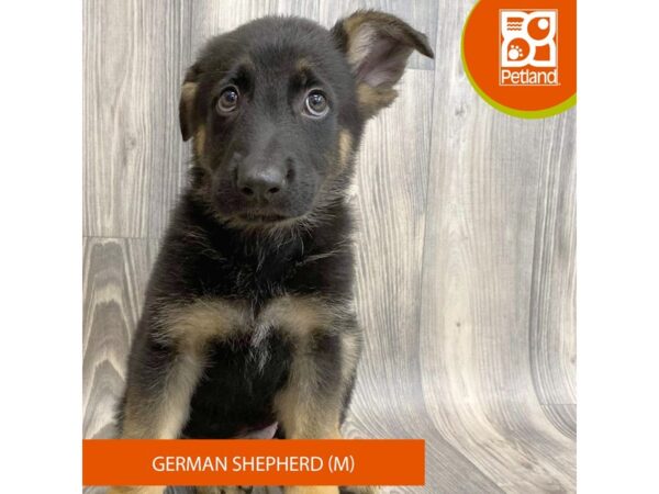German Shepherd Dog – 8079