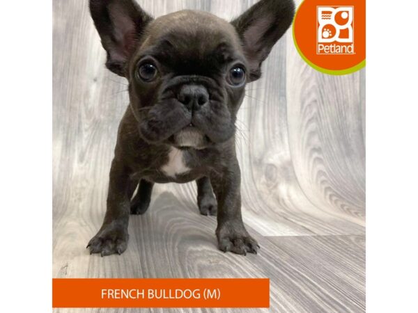 French Bulldog – 8075