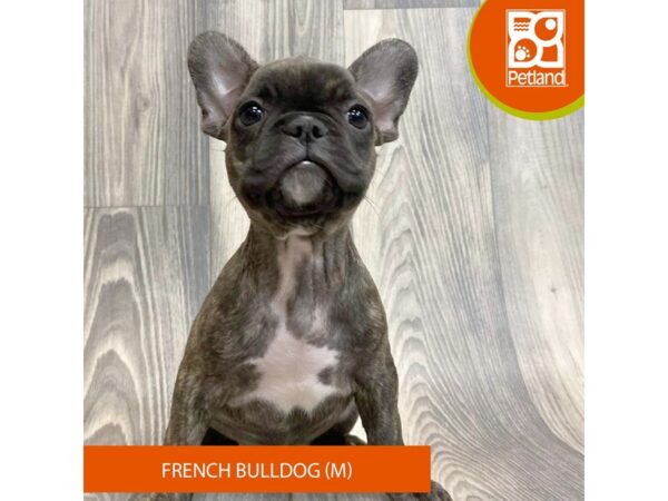 French Bulldog – 8074