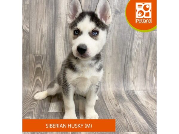 Siberian Husky – 8068