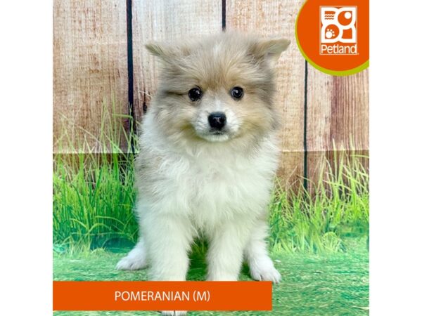 Pomeranian Dog Male Chocolate Merle 7989 Petland Ashland, Kentucky