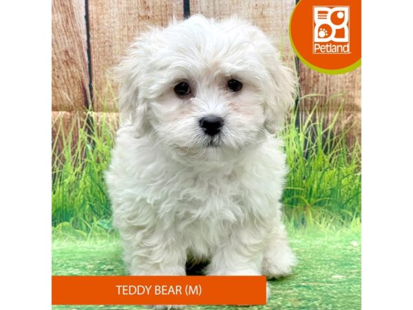 Teddy Bear – 7998