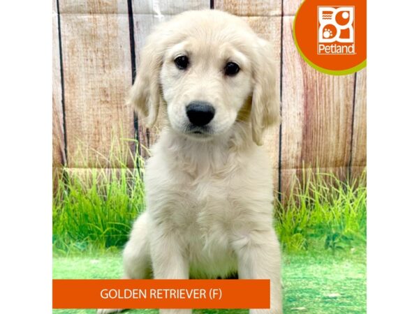 Golden Retriever Dog Female Golden 8014 Petland Ashland, Kentucky