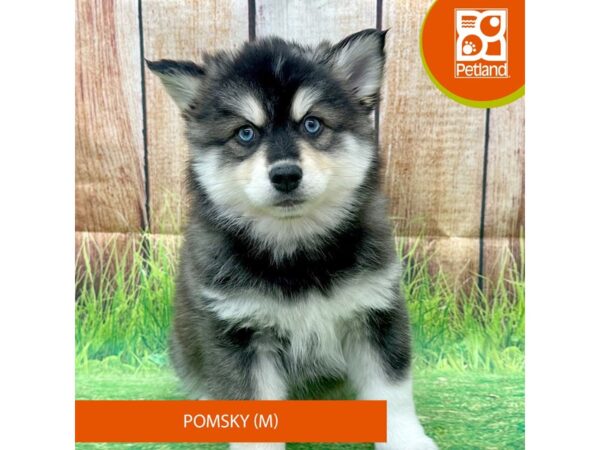 Pomsky-Dog-Male-Black / White-8009-Petland Ashland, Kentucky