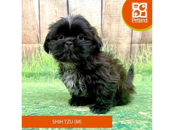 Shih Tzu Dog Male Brindle 8030 Petland Ashland, Kentucky