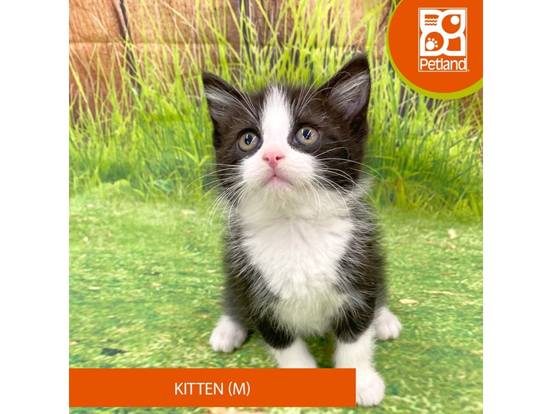 Adopt A Pet KittenCatMaleGrey Tabby4169619Petland Ashland, Kentucky