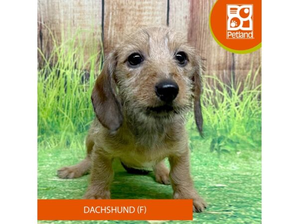 Dachshund – 8041