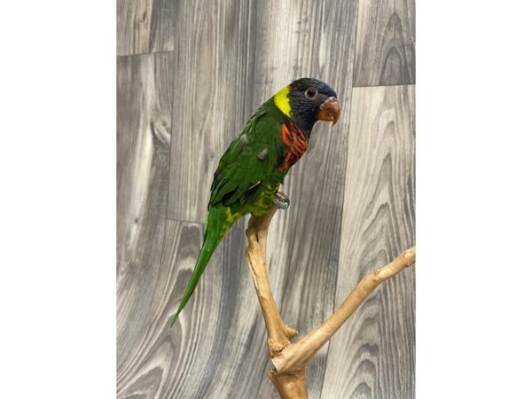 Swainson Blue Mountain Lory – 8061