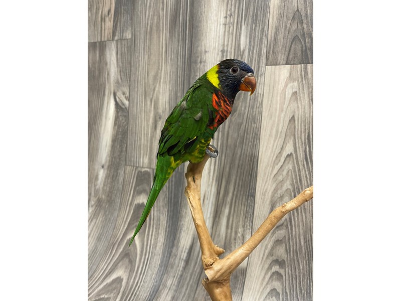 Swainson Blue Mountain Lory - 8061 Image #1