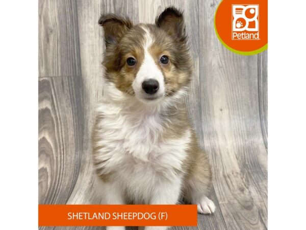 Shetland Sheepdog – 8083