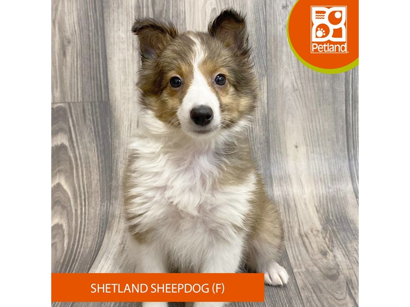 Available Pets Page 3 of 3 Petland Ashland, Kentucky