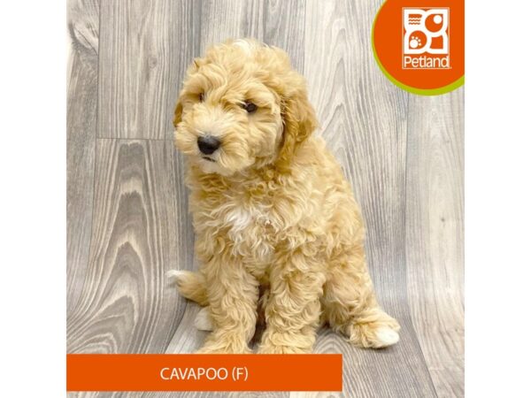 Cavapoo – 8078