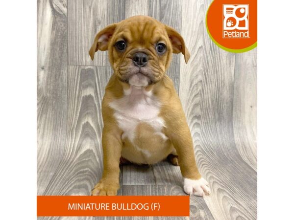 Bulldog Mini – 8073