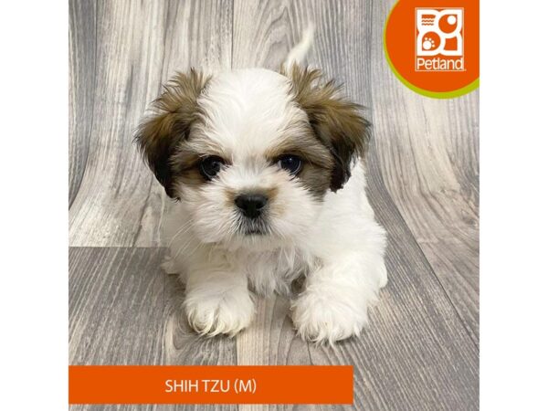 Shih Tzu – 8066