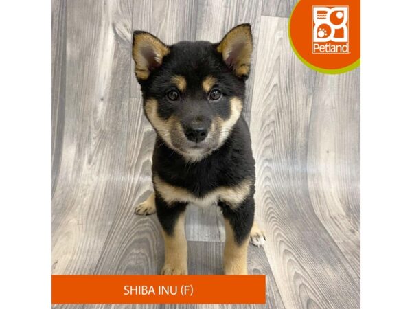 Shiba Inu – 8065