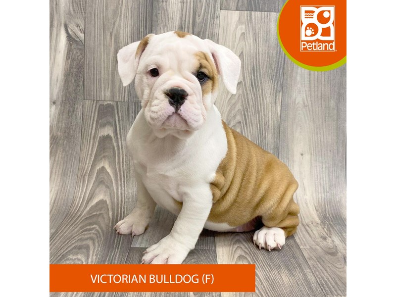 Dogs & Puppies for Sale Petland Ashland, Kentucky