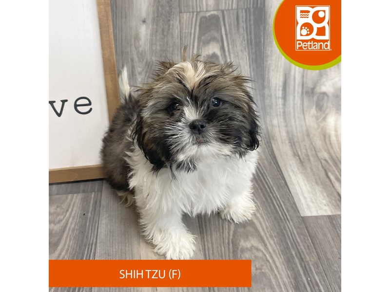 Dogs & Puppies for Sale Petland Ashland, Kentucky