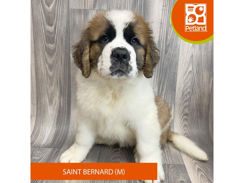 Dogs & Puppies for Sale Petland Ashland, Kentucky