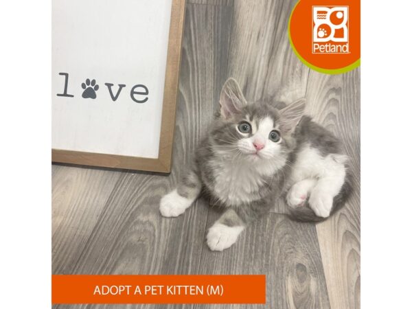 Adopt A Pet Kitten Cat Male Grey Tabby 8099 Petland Ashland, Kentucky