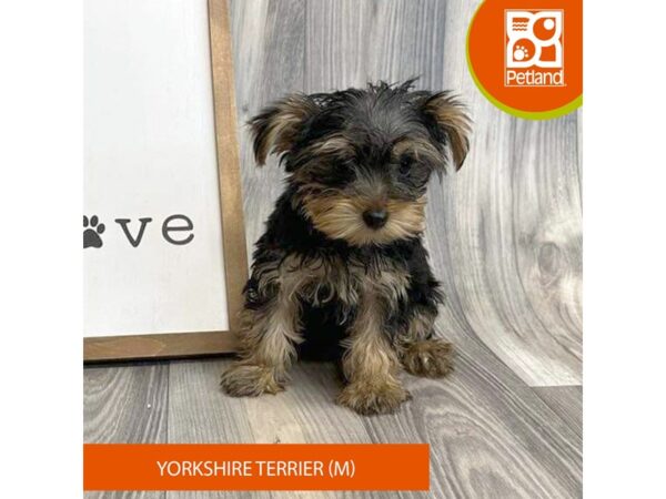 Yorkshire Terrier Dog Male Black / Tan 8116 Petland Ashland, Kentucky