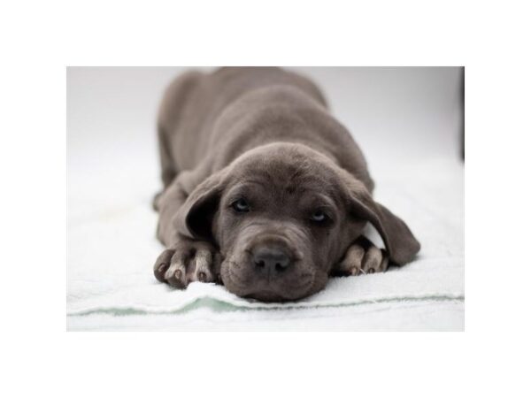 Cane Corso Dog Female Blue 8125 Petland Ashland, Kentucky