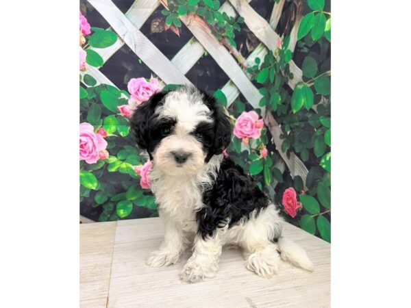 Havapoo Dog Female Black / White 8128 Petland Ashland, Kentucky