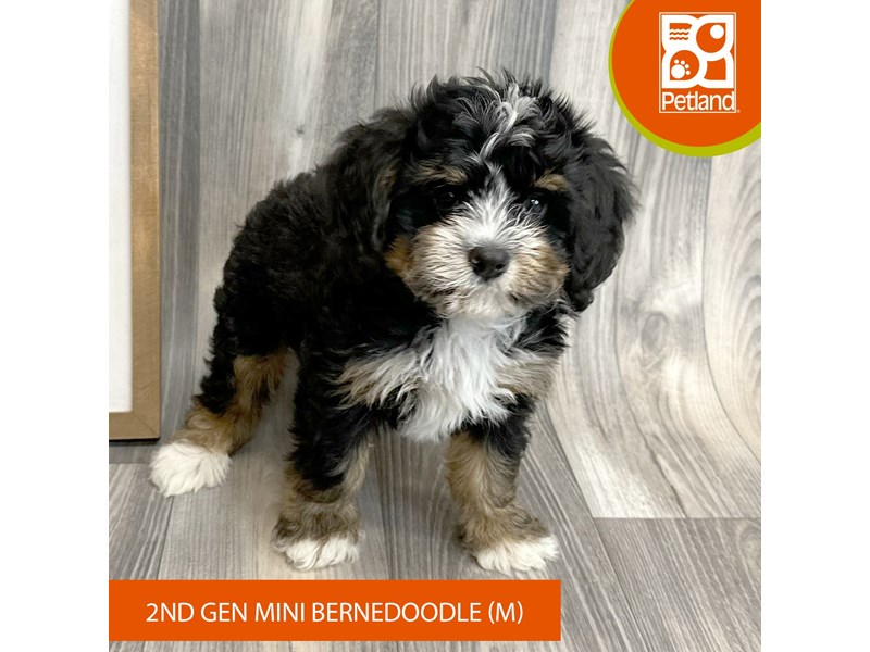 Available Pets Petland Ashland, Kentucky