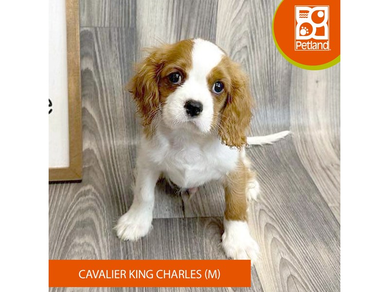 Available Pets Petland Ashland, Kentucky